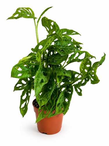 Monstera obliqua monkey mask - monstera,