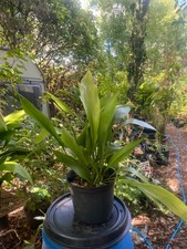 Aspidistra Cast Iron Plant, 50+cm tall (7.5 litre pot), 15+leaves
