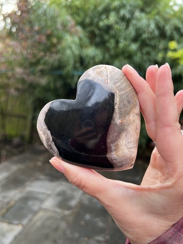 Petrified fossilised wood - petrified,