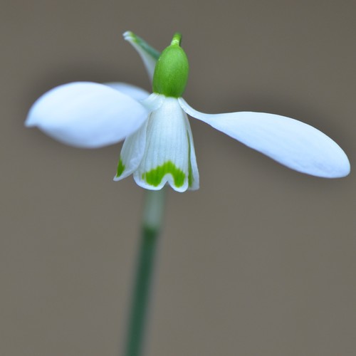 Galanthus brenda troyle - galanthus,