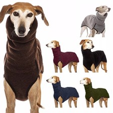 Pet dog winter high - pet,