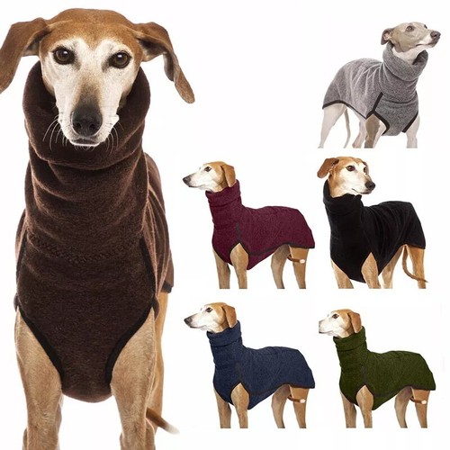 Pet dog winter - dog, high