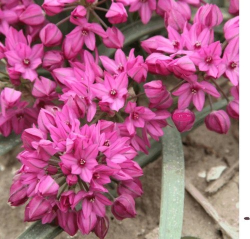100 oreophilum alliums - oreophilum,