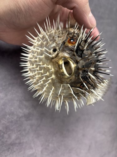 Taxidermy porcupine fish - taxidermy,