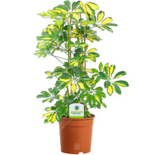Schefflera Gerda - 1 Plant - House / Office Live Indoor Pot Plant Tree
