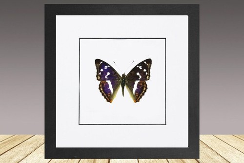 Purple emperor - 🦋, –