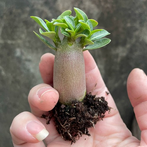 2cm succulent cactus - 2cm,