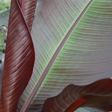 Ensete Maurelii 5 Pack – 5cm