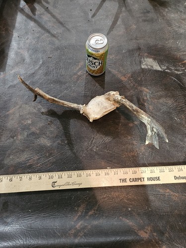 Wild freak point whitetail - wild,
