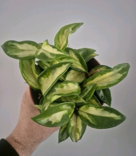 Hoya carnosa tricolor well - hoya,
