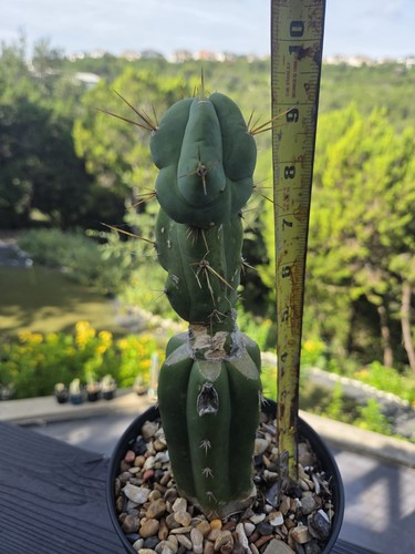 Sam02 cactus echinopsis - sam02,