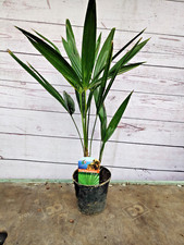 1L Trachycarpus Fortunei 55cm