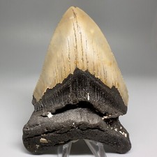 Large Affordable 4.71" Fossil MEGALODON Shark Tooth - USA