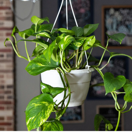 Golden pothos devil - pothos, ivy