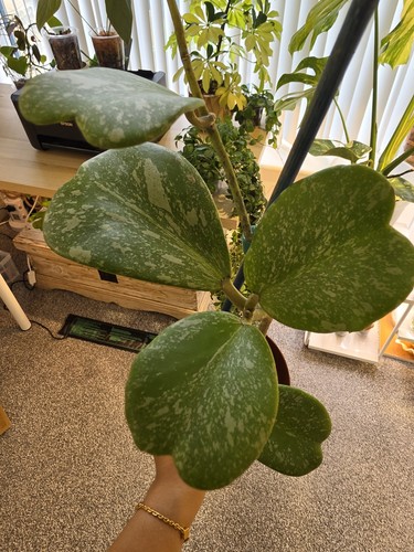 Hoya kerrii splash - kerrii,