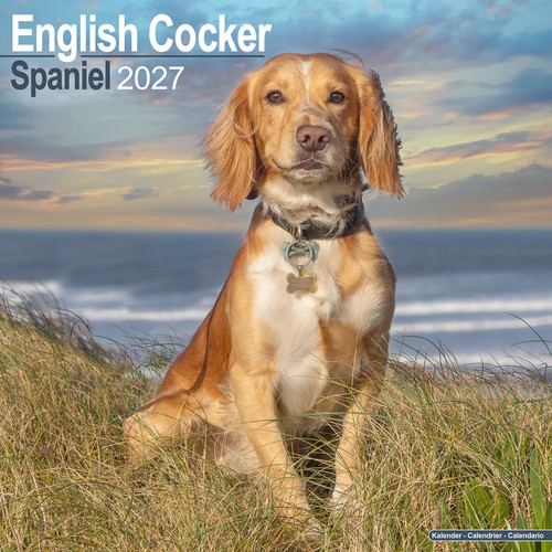 English cocker spaniel 2027 - english,