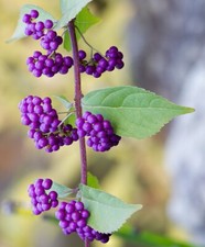 Callicarpa bodinieri Profusion 9cm Pot Outdoor grown Ready for Planting