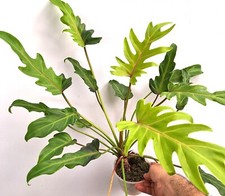 Philodendron XANADU DWARF VARIEAGATED