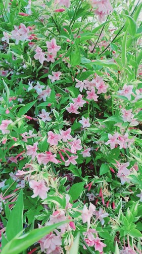 Jasminum stephanense highly - jasminum, stephanense,