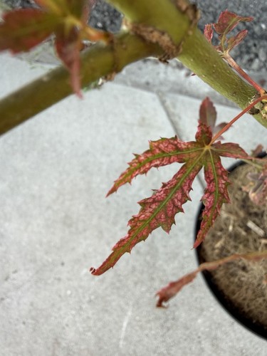 Acer palmatum mikazuki - acer, rare