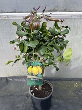 Citrus Lemon 'Carrubaro' -