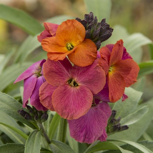 Erysimum winter - erysimum, (wallflower)