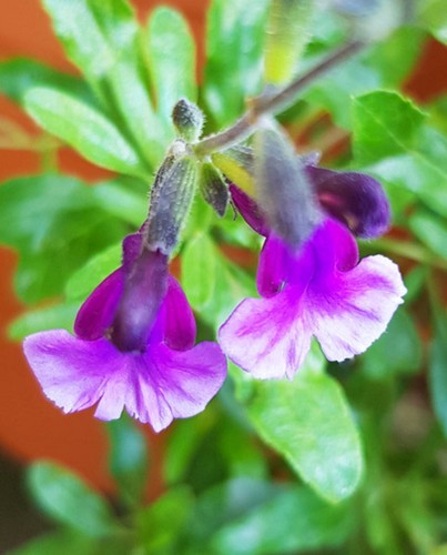 Salvia oriental dove - ,