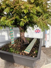 English Yew Bonsai Material