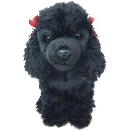 Black poodle teddy poodles - poodle,