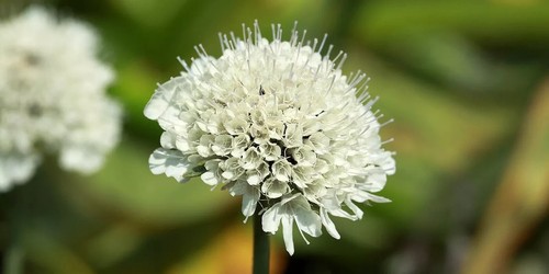 Cream scabious - cream,