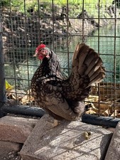 10+2 Serama Fertilized