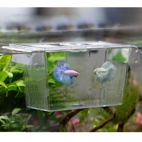 Fish tank stand incubator - fish, tray