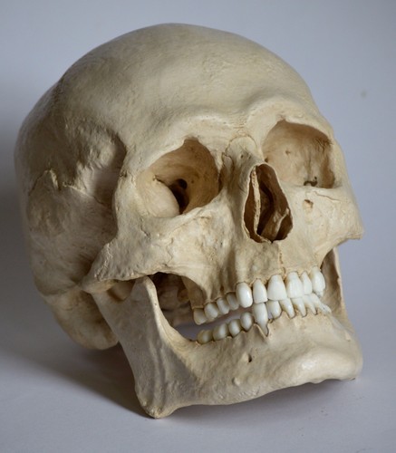 Male human skull - male,