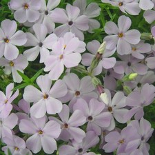 Phlox plug plants garden pink