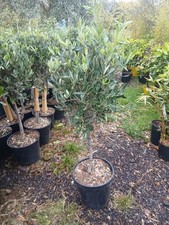 Olive Tree Extra Large Head 100cm Tall  UK Hardy Evergreen Patio Plant Healthy