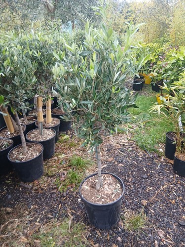 Olive tree extra large - tree,