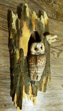 Border fine arts Tawny Owl