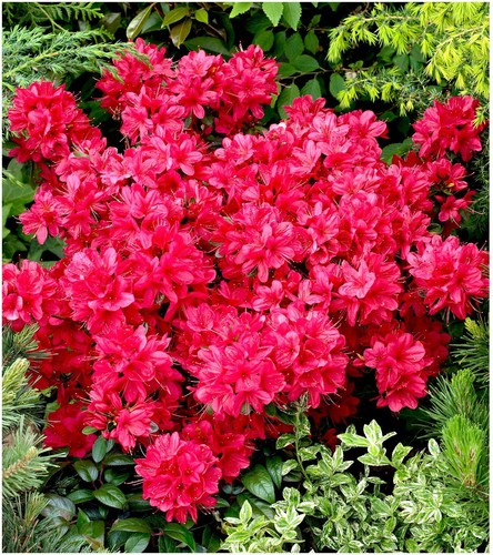 Dwarf japanese azalea - japanese,