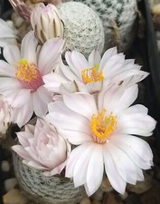 Cactus seeds Nr. 2. Mammillaria collection 50 seeds