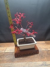 Acer deshojo bonsai tree in 15
