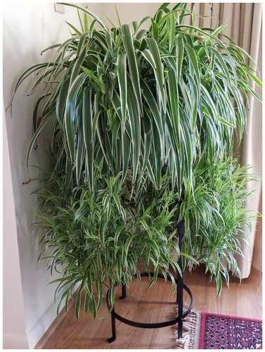 Spider live plant herbs - live,