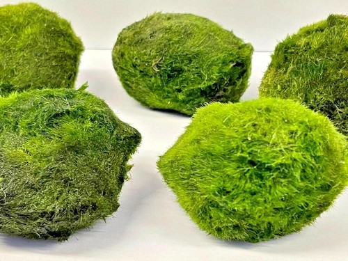 Jumbo marimo moss balls - marimo,
