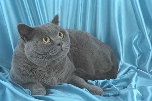 458024 british shorthair blue - 458024,