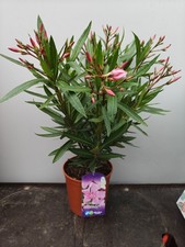 2L Nerium 'Oleander' Light