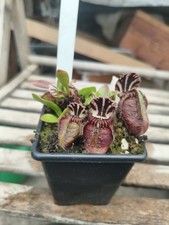 Cephalotus Dudley Watts