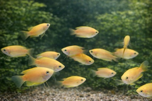 Gold honey gourami - gold,
