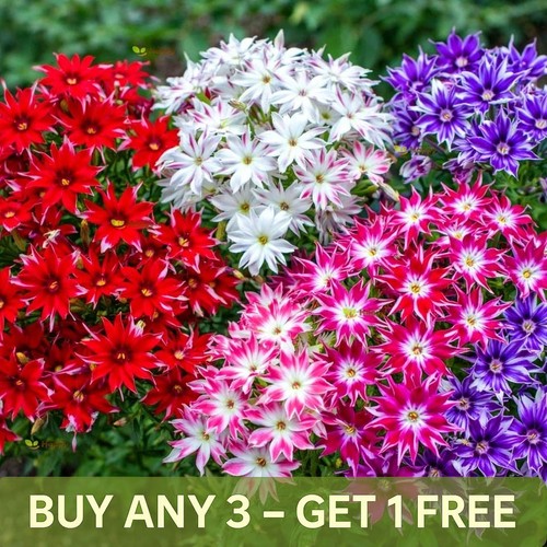 Drummond phlox seeds twinkle - phlox,
