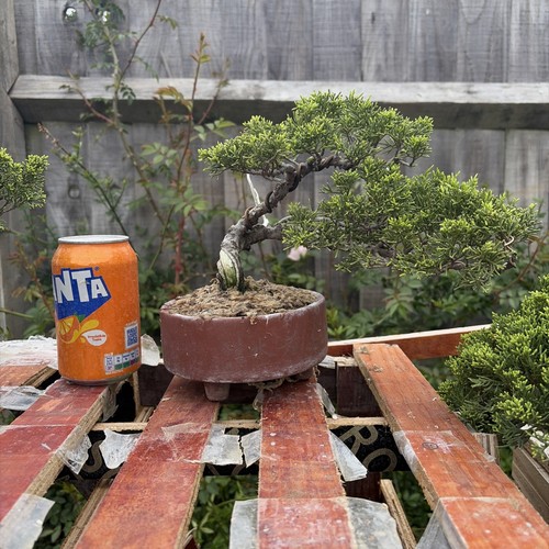 Bonsai tree itoigawa juniper - tree,