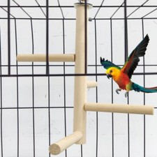 Parakeet Budgie Climbing