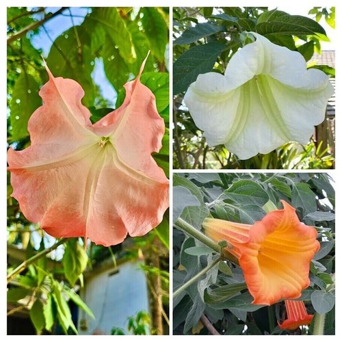 Angel trumpet sortiment mix - trumpet,